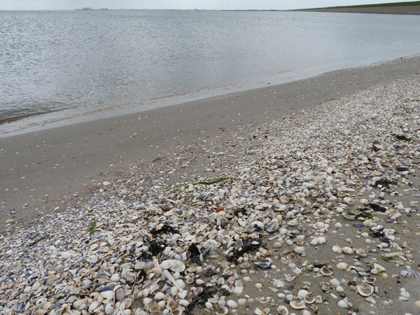 Schelpen, schelpen en nog eens schelpen op de stranden aan de Waddenzee.