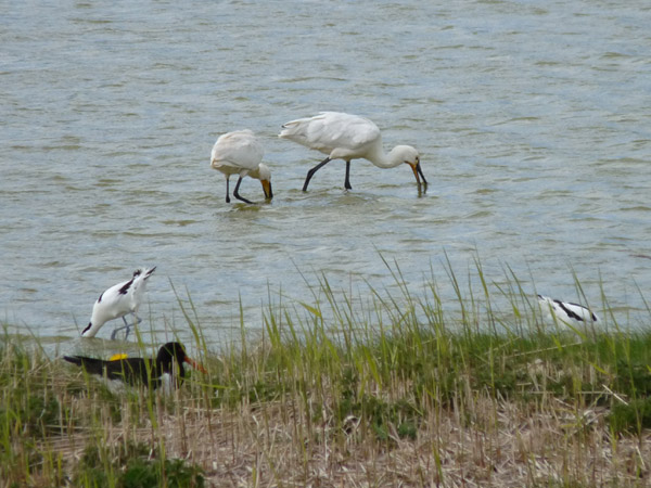 Talrijke watervogels op Texel